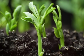 散文丨讓每一粒種子都在“西?！蔽滞涟l(fā)芽生根